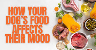 I Didn’t Realize My Dog’s Food Was Affecting His Mood