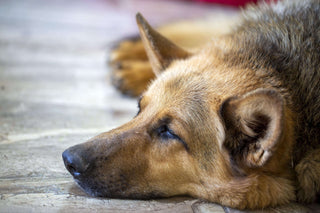 How I Finally Helped My Senior Dog’s Arthritis Pain—And You Can Too!