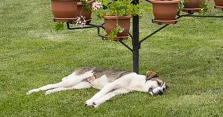 Morning to Night: What a Balanced Day Looks Like for My Pets