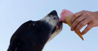 What Human Foods Are Safe for Dogs?