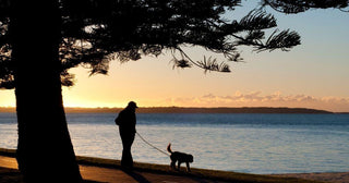 How Routine Changed Everything for My Dogs