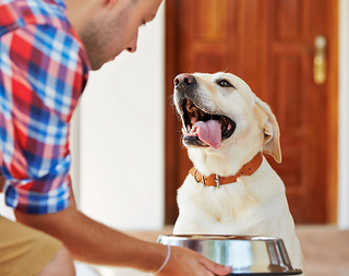 The Newest Incredible Pet Animals with Affection