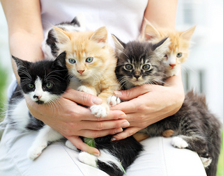 Full Enjoyment of Healthy Pet Animals with Pleasure