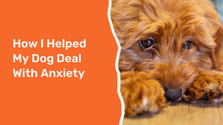 How I Helped My Dog Deal With Anxiety